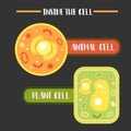 Inside the animal plant cell structure