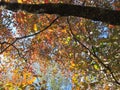 Inside an Autumn Dogwood