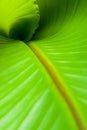 Inside a Banana Leaf Royalty Free Stock Photo