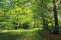 Inside the beech forest on a sunny summer day Royalty Free Stock Photo