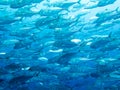 Schooling Fish, Large Trevally Fish School in Philippines Royalty Free Stock Photo