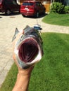 Inside a Bluefish