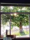 Inside a Cafe with Light Shining through Tree Outside