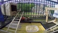 Inside the cage of a Family of Bengalese finches