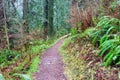 Inside the California Redwood Forest