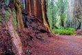 Inside the California Redwood Forest