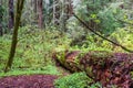 Inside the California Redwood Forest