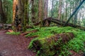 Inside the California Redwood Forest