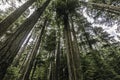 Inside Cathedral Grove forest