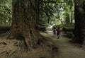 Inside Cathedral Grove forest