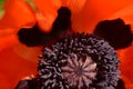 Inside Center Of Red Poppy Flower Seed Pod Pollen