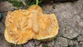 Inside a chempedak, smelly fruit that look like jackfruit Royalty Free Stock Photo