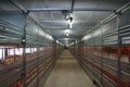 Inside chicken farm