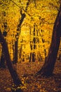 Autumn forest with yellow leaves Royalty Free Stock Photo