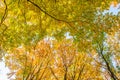 Autumn forest with yellow leaves Royalty Free Stock Photo