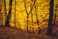 Autumn forest with yellow leaves Royalty Free Stock Photo