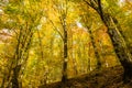 Autumn forest with yellow leaves Royalty Free Stock Photo