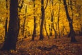 Autumn forest with yellow leaves Royalty Free Stock Photo