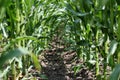 Inside A Corn Field