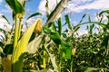 Inside a cornfield. Corn cob in close-up. Sky, clouds day