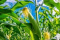 Inside a cornfield. An ear of corn in foreground. Close-up. Harvest