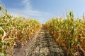 Inside the cornfield, end of summer