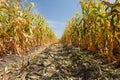 Inside the cornfield, end of summer