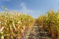 Inside the cornfield, end of summer