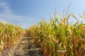 Inside the cornfield, end of summer