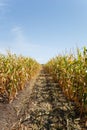 Inside the cornfield, end of summer