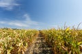 Inside the cornfield, end of summer