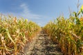 Inside the cornfield, end of summer