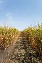 Inside the cornfield, end of summer