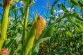 Inside a cornfield. A young ear of corn among the plants, blue sky. The harvest