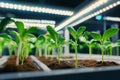 Inside a cutting-edge greenhouse, experimental crops thrive under automated sensors, enhancing plant growth with real