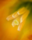 Inside a Daffodil Flower Royalty Free Stock Photo