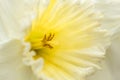Inside of a Daffodil, Close Up Royalty Free Stock Photo