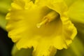 Inside a daffodill