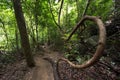 Inside dense jungle