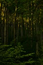 Inside dense mountain forest at sunrise