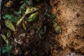 A DIY worm farm composting bin in an apartment