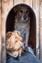 Inside a dog house Royalty Free Stock Photo