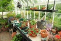 inside an English country greenhouse