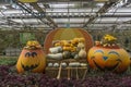 Inside the farm with pumpkins decorate the Halloween atmosphere