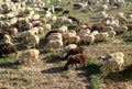 Flock of sheep. Domestic ruminants grazing. Spanish agricultural and livestock industry.