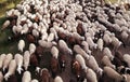 The inside the flock of sheep, seen from above. Ruminant domestic mammalia. Ovine cattle breeding.