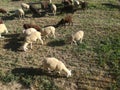 Farm. Ruminant domestic mammalia. The inside the flock of sheep, seen from above. Ovine cattle breeding. EU.