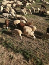 Wool production. The inside the flock of sheep, seen from above. Group among green grass. Ruminant.