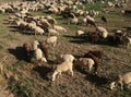 The inside the flock of sheep, seen from above. Group among green grass. Ruminant.