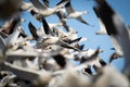 Inside the Snow Geese Flock Royalty Free Stock Photo